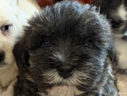 puppy