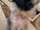 Puppy