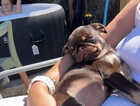 Puppy