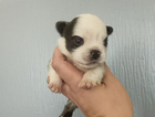 puppy