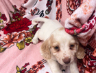 puppy
