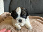 Puppy