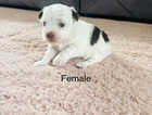 Puppy