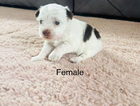 puppy