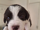 puppy