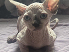 kitten