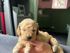puppy