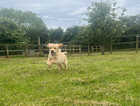 Puppy