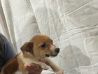 puppy