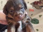 puppy