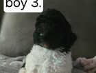 Puppy