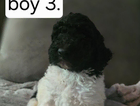 rd boy