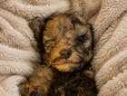 Puppy