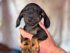 Puppy