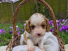 puppy