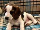 puppy