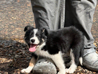 puppy