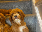 puppy