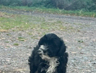 puppy