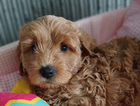 puppy   orange