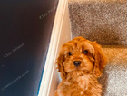 puppy