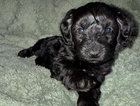 lilly