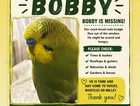 Lost Budgie Tooting ,London