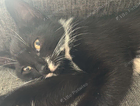 kitten