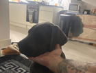 puppy