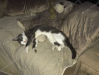 Missing Cat