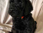 Puppy