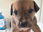 puppy