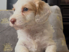 pink puppy