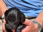Puppy