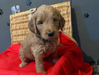 puppy