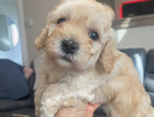 puppy