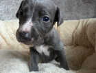 Puppy