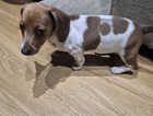 Puppy