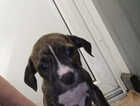 Puppy
