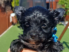 puppy  blue