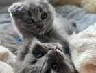 Kitten