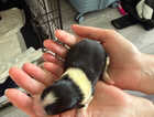 Puppy