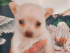 puppy