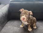 puppy