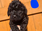 puppy  solid black...