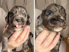 puppy