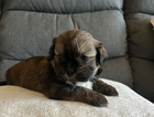 puppy