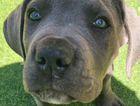 puppy
