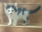Kitten