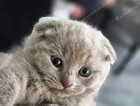 Kitten